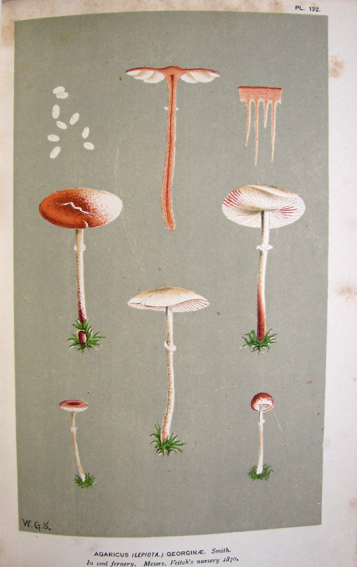 Illustrations of British fungi