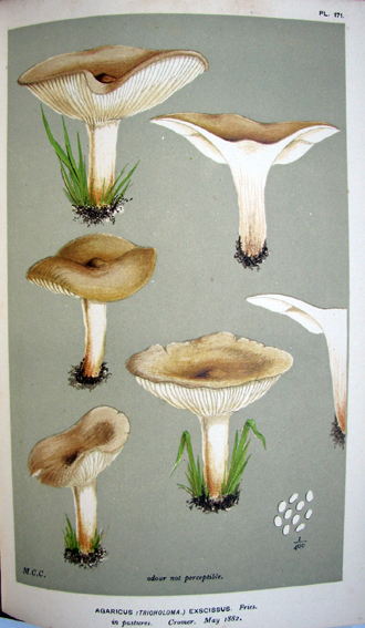 Illustrations of British fungi