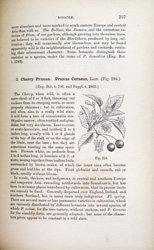 Handbook of the British flora